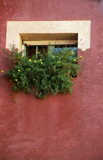 赤い壁と窓と花