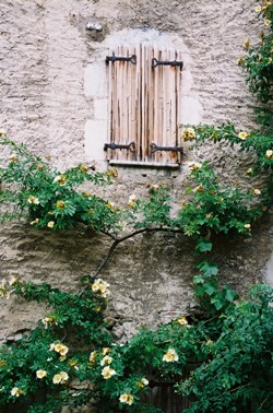 家々の壁に這うバラ
